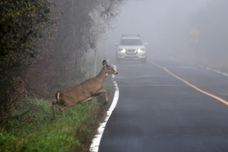 Hitting a Deer on Rural Roads